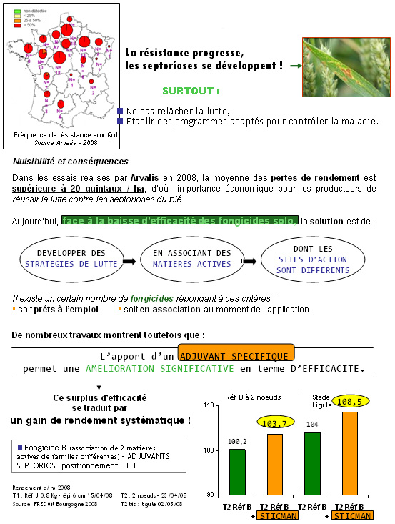 Septorioses sur le bl�